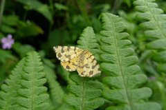 Pseudopanthera macularia