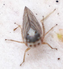 Macropsis scotti