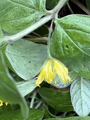 Lysimachia punctata