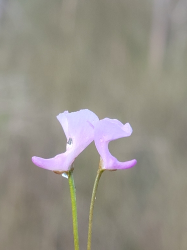 Image of Utricularia resupinata by (c) Jay Horn, some rights reserved (CC BY)