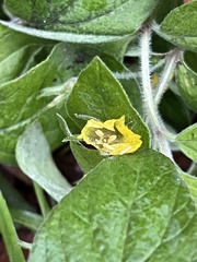 Lysimachia punctata