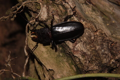 Mallodon spinibarbis