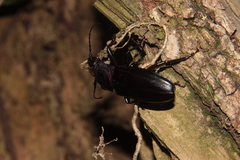 Mallodon spinibarbis