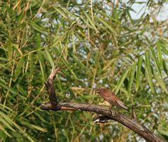 Falco moluccensis