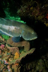Notolabrus parilus