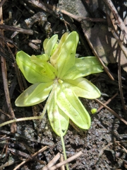 Pinguicula pumila