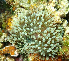 Entacmaea quadricolor