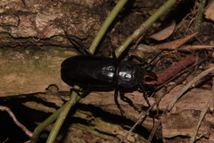 Mallodon spinibarbis