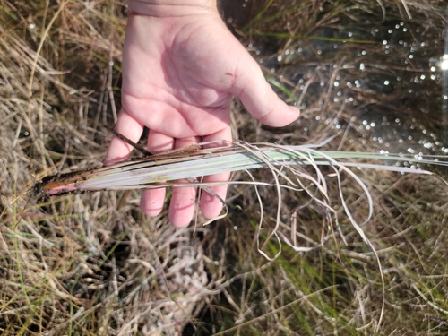 Image of White Bluestem (Anatherum dealbatum) by (c) Jay Horn, some rights reserved (CC BY)