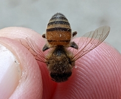 Apis mellifera