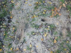 Oryctolagus cuniculus