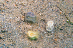 Scleractinia
