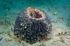 Porifera