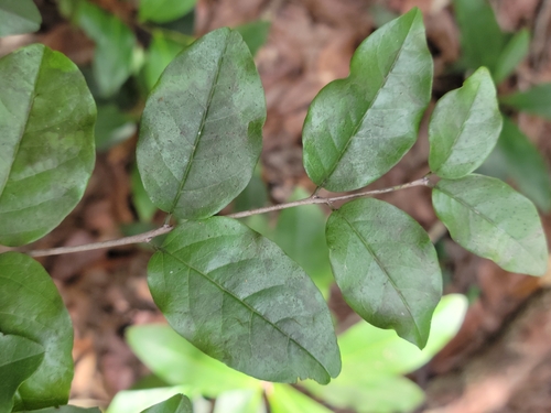 Image of Krugiodendron ferreum by (c) Jay Horn, some rights reserved (CC BY)