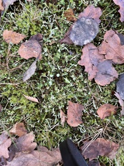 Cladonia fimbriata