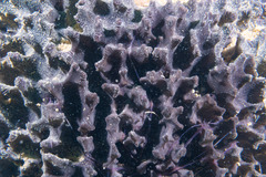Porifera