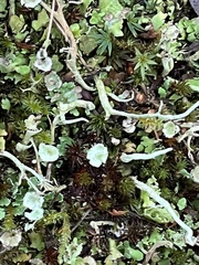 Cladonia fimbriata