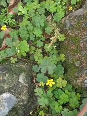 Oxalis corniculata