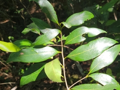 Nectandra coriacea