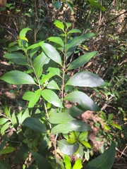 Nectandra coriacea