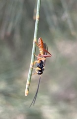 Campopleginae