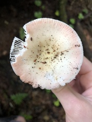 Russula fragilis