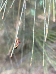Campopleginae