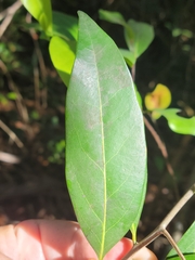 Nectandra coriacea