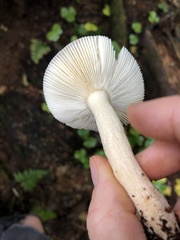 Russula fragilis