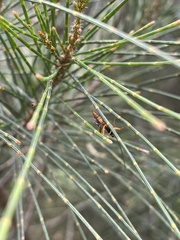 Campopleginae