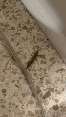 Leptysma marginicollis