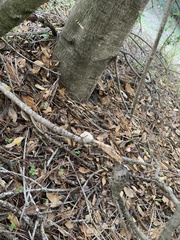 Callirhytis quercussuttoni