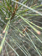 Campopleginae