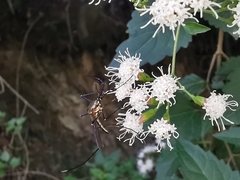 Toxorhynchites rutilus