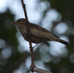Phylloscopus trochilus