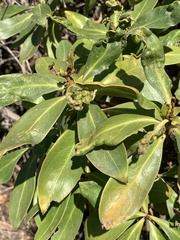 Myoporum laetum