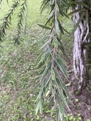 Melaleuca viminalis