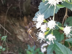 Toxorhynchites rutilus