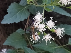 Toxorhynchites rutilus