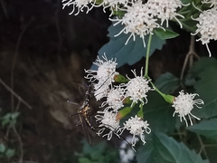 Toxorhynchites rutilus