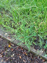 Reichardia picroides