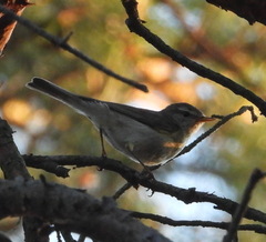Phylloscopus trochilus