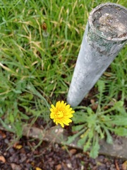 Reichardia picroides