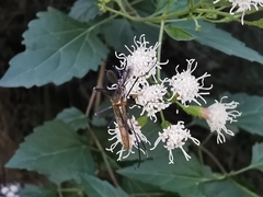 Toxorhynchites rutilus