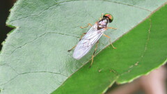 Sarginae