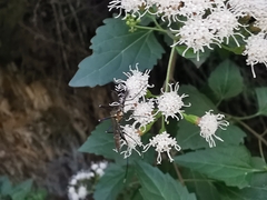 Toxorhynchites rutilus