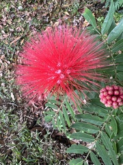 Calliandra haematocephala