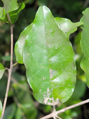 Image of Krugiodendron ferreum by (c) Jay Horn, some rights reserved (CC BY)