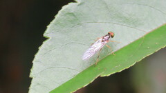 Sarginae