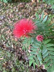 Calliandra haematocephala